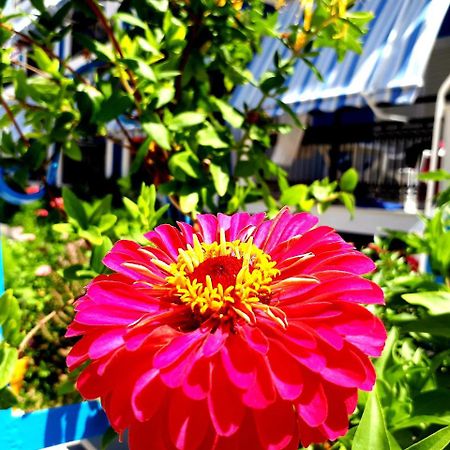 Zante Dahlia Laganas Exterior foto