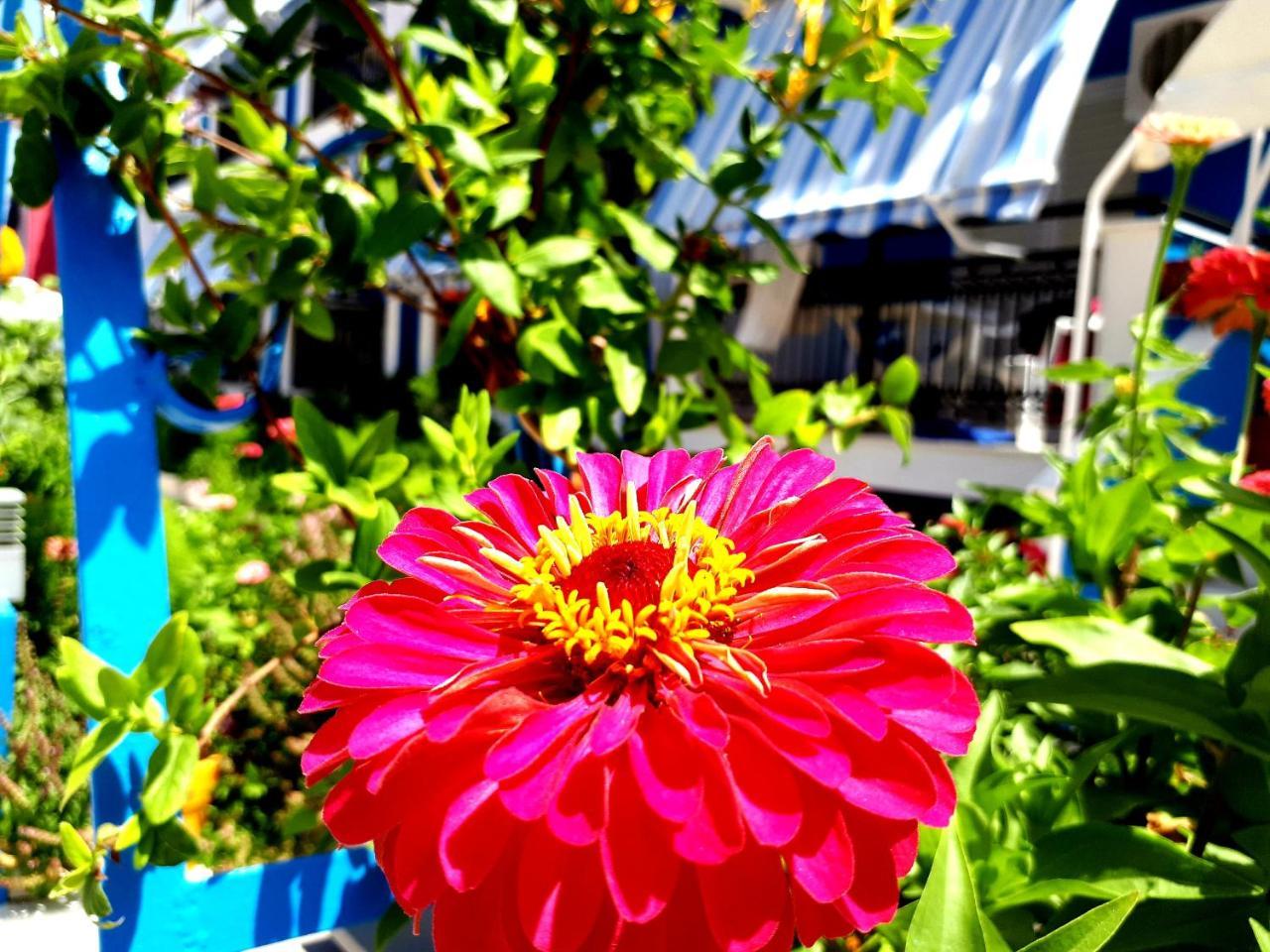 Zante Dahlia Laganas Exterior foto