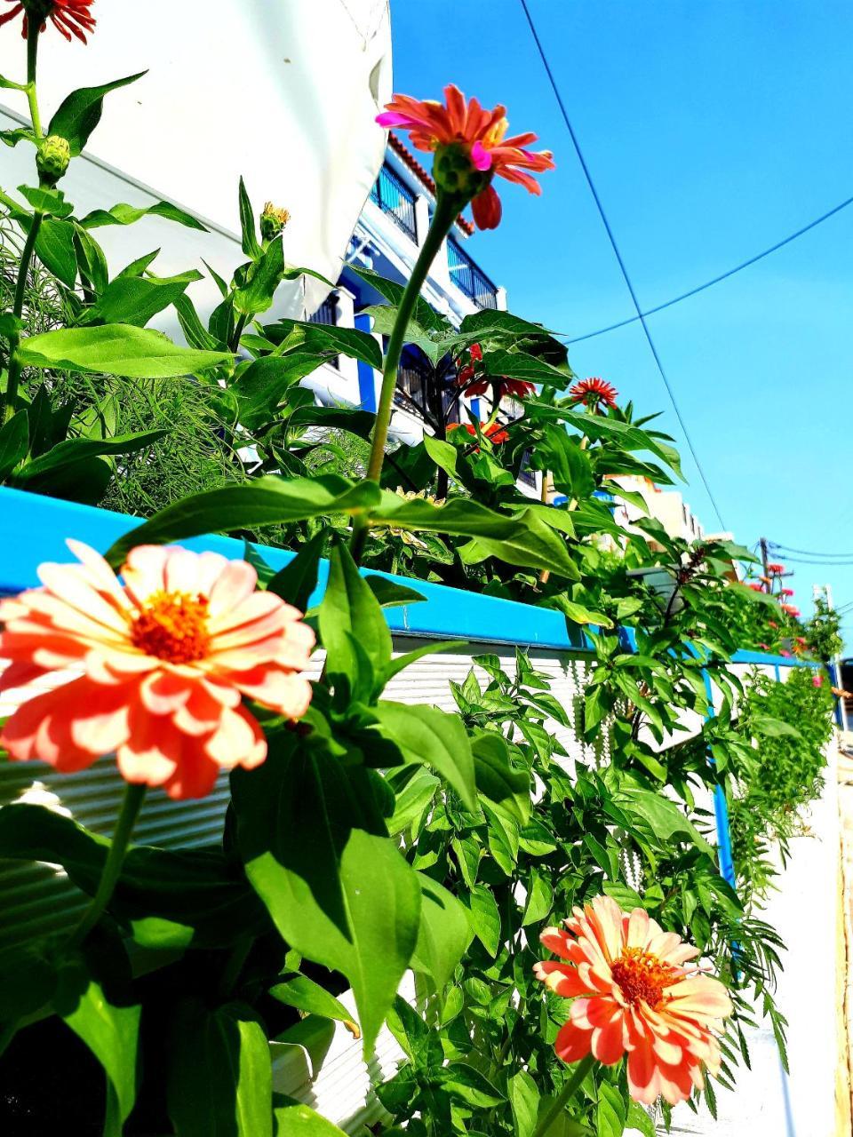 Zante Dahlia Laganas Exterior foto