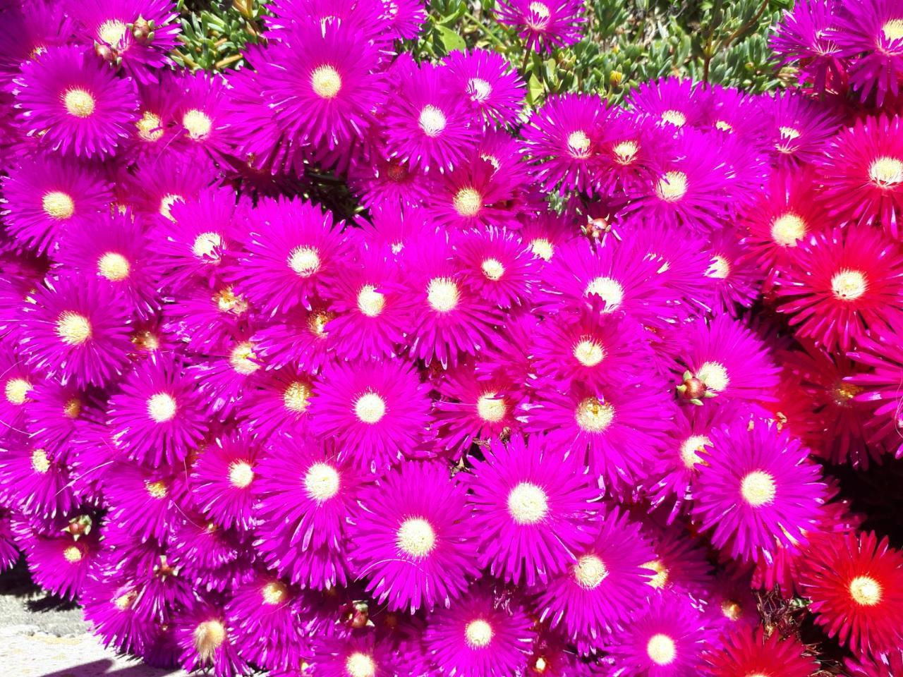 Zante Dahlia Laganas Exterior foto