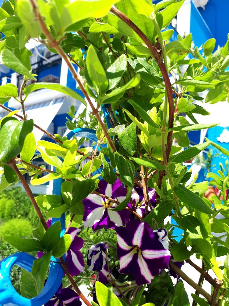 Zante Dahlia Laganas Exterior foto
