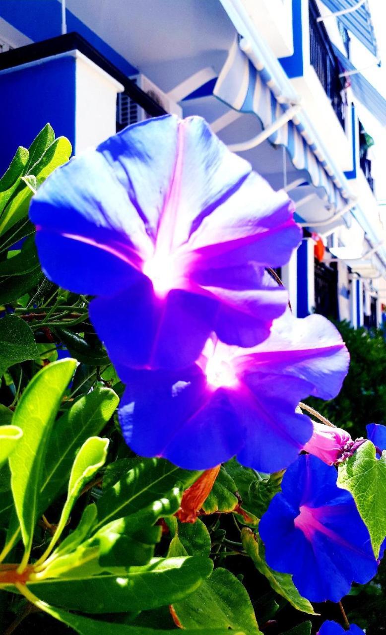 Zante Dahlia Laganas Exterior foto