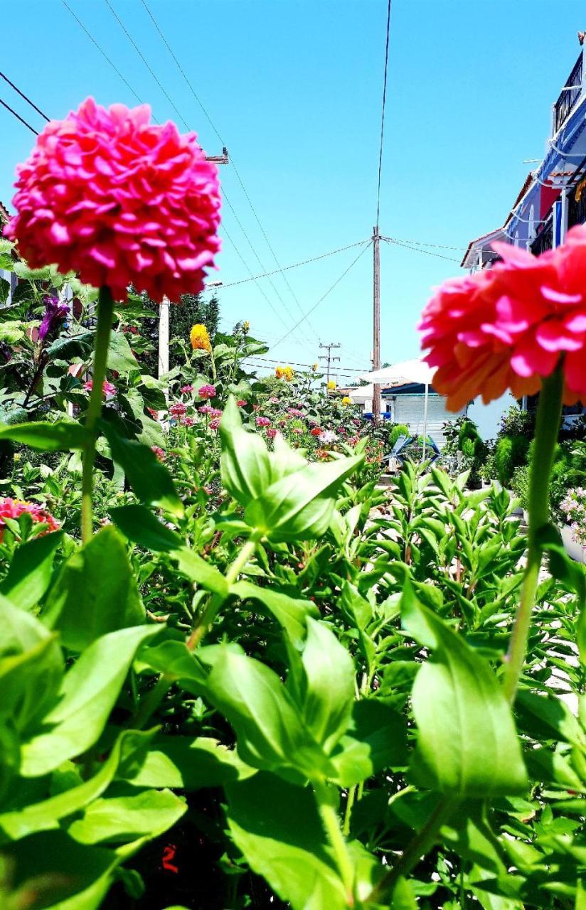 Zante Dahlia Laganas Exterior foto